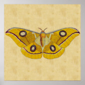 Vintag Moth Poster (Vorne)