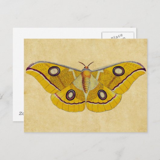 Vintag Moth Postkarte (Vorne/Hinten)