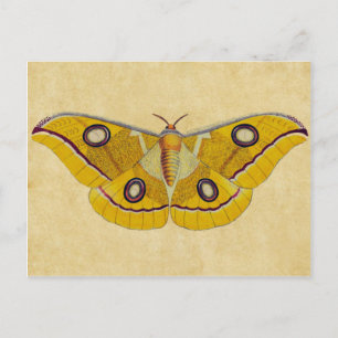Vintag Moth Postkarte