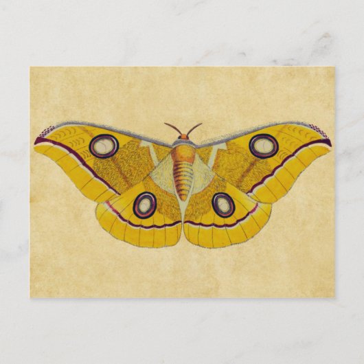 Vintag Moth Postkarte (Vorderseite)