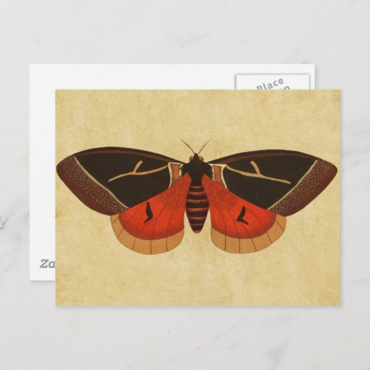 Vintag Moth Postkarte (Vorne/Hinten)