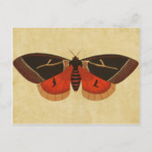Vintag Moth Postkarte (Vorderseite)