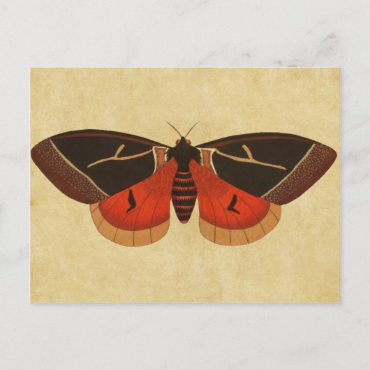 Vintag Moth Postkarte (Vorderseite)