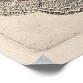 Vintag Moths Butterflies Lepidoptera Print (63) Poster (Ecke)