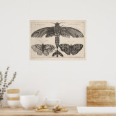 Vintag Moths Butterflies Lepidoptera Print (63) Poster (Küche)