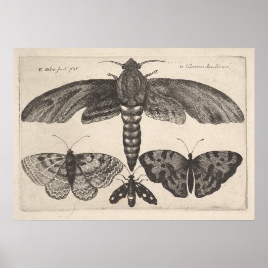 Vintag Moths Butterflies Lepidoptera Print (63) Poster (Vorne)