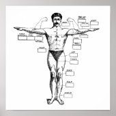 Vintag Muscleman von 1905 Poster (Vorne)