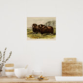 Vintag Muskoxen Poster (Küche)