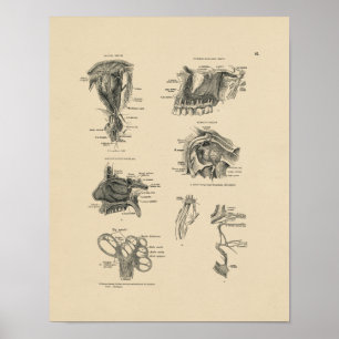 Vintag Nerve Anatomy 1880 Print Poster