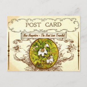 Vintag New Hampshire Staat Blume Postkarte
