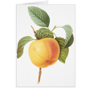 Vintag Obstnahrung, Calville Apple von Redoute