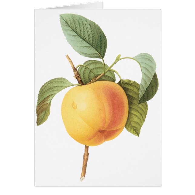 Vintag Obstnahrung, Calville Apple von Redoute (Vorne)