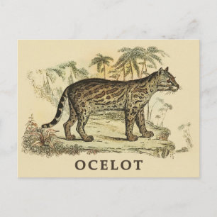 Vintag Ocelot Postkarte