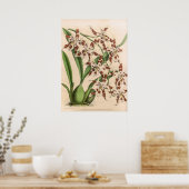 Vintag Odontoglossum Orchid Blume Poster (Küche)
