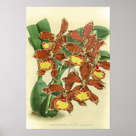 Vintag Odontoglossum Orchid Blume Poster (Vorne)