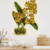 Vintag Oncidium Gardneri Orchid Blume Poster (Küche)