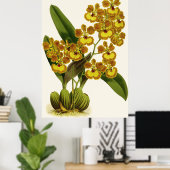 Vintag Oncidium Gardneri Orchid Blume Poster (Heimbüro)