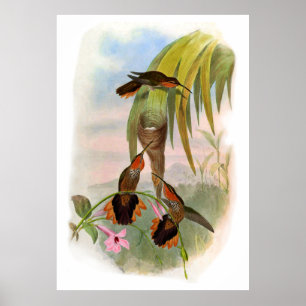 Vintag Orange Black Saw Bill Hummingbird Poster