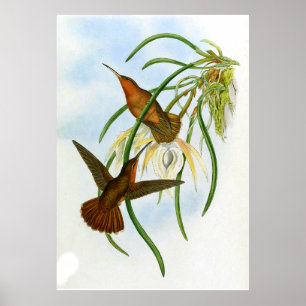 Vintag Orange Gray Saw Bill Hummingbird Poster