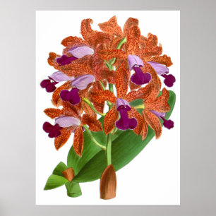Vintag Orange Lila Orchid Blume - Poster