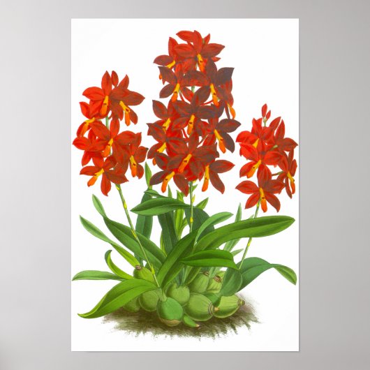 Vintag Orange Red Orchid Blume Poster (Vorne)