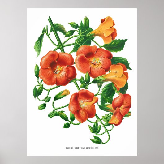 Vintag Orange Trumpet Blume Poster (Vorne)