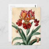 Vintag Orchid Postkarte (Vorne/Hinten)