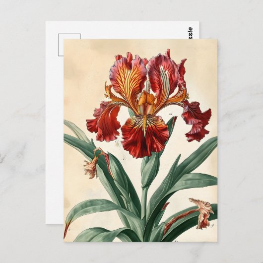 Vintag Orchid Postkarte (Vorne/Hinten)