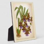 Vintag Orchids Lindenia Zygopetalum Gautieri Fotoplatte (Seite)