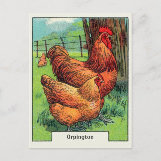 Vintag Orpington Chicken Postkarte (Vorderseite)
