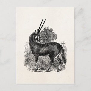 Vintag Oryx Antelope Gazelle Personalisierte Tiere Postkarte