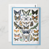 Vintag Papillon Butterflies Illustration Art Postkarte (Vorne/Hinten)