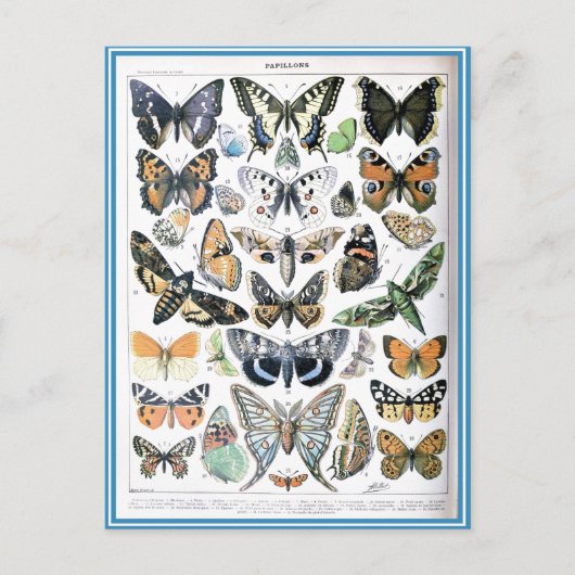 Vintag Papillon Butterflies Illustration Art Postkarte (Vorderseite)