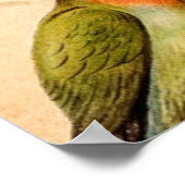 Vintag Parrot Cockatoo Conure Parakeet Cockatiel Poster (Ecke)