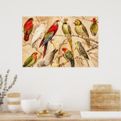 Vintag Parrot Cockatoo Conure Parakeet Cockatiel Poster (Küche)