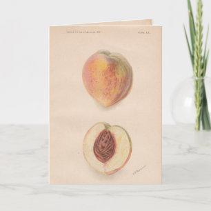 Vintag Peaches Grußkarte Karte