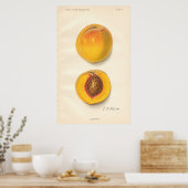 Vintag Peaches Poster (Küche)