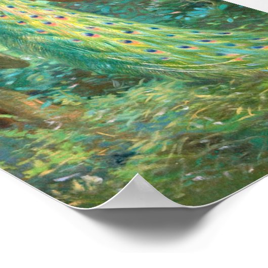Vintag Peacock Image Poster (Ecke)