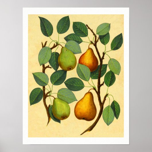 Vintag Pears v.2 Poster (Vorne)