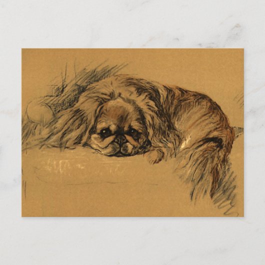 Vintag Pekingeses Puppy Postkarte (Vorderseite)