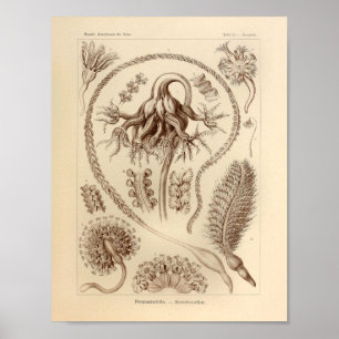 Vintag Pennatulida Color Ernst Haeckel Print Poster