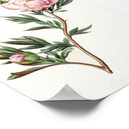Vintag Peony Image Poster (Ecke)
