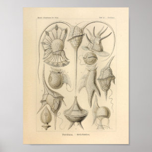 Vintag Peridinea Color Ernst Haeckel Print Poster