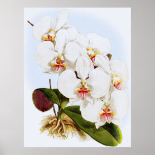 Vintag Phalænopsis Amabilis Dayana Orchid Blume Poster