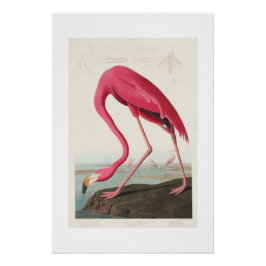 Vintag Pink Flamingo Audubon Poster