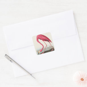 Vintag Pink Flamingo Audubon Quadratischer Aufkleber