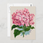Vintag Pink Hydrangea Blume Postkarte (Vorne/Hinten)