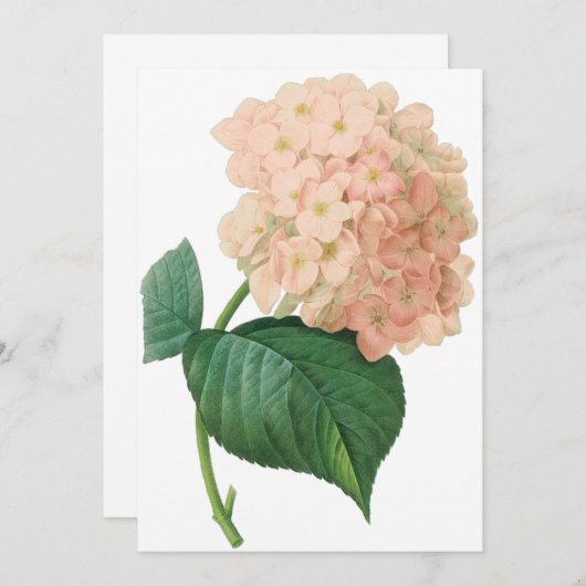 Vintag-Pink-Hydrangea-Blume, Redoute-Einladung (Vorne/Hinten)