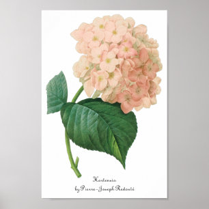 Vintag Pink Hydrangea Hortensia Blume von Redoute Poster
