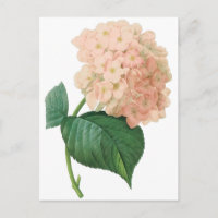 Vintag Pink Hydrangea Hortensia Blume von Redoute